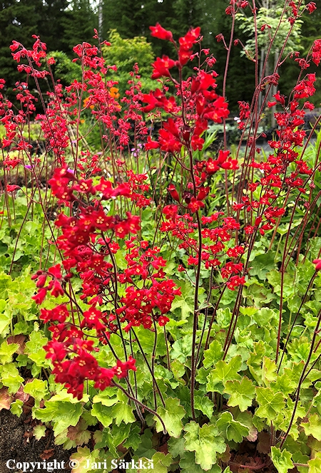 Heuchera sanguinea 'Coral Forest', korallikeijunkukka